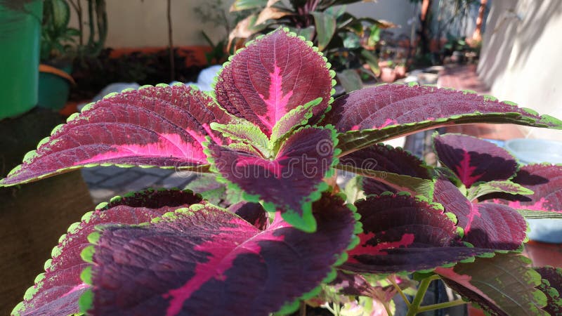 Fondo De Hojas Tropicales Moradas Oscuras Planta Coleus Florece Con Hojas Verdes En El Jardín Foto de archivo - Imagen de plantas, planta: 163364682 Fondo De Hojas Tropicales Moradas Oscuras Planta Coleus Florece Con Hojas Verdes En El Jardín Foto de archivo - Imagen de plantas, planta: 163364682