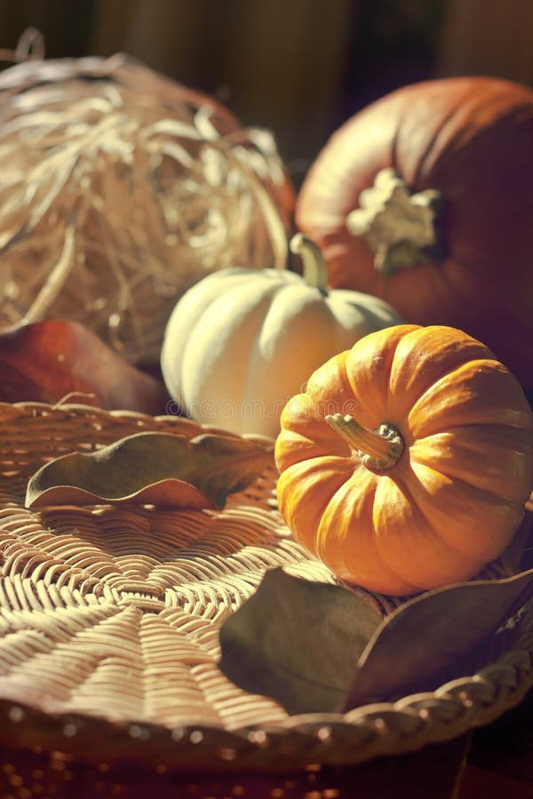 Fondo de la acción de gracias con las calabazas. Tarjeta retra fotografía de archivo libre de regalías Fondo de la acción de gracias con las calabazas. Tarjeta retra fotografía de archivo libre de regalías