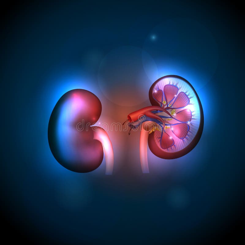 Fondo de la anatomía de los riñones ilustración del vector Fondo de la anatomía de los riñones ilustración del vector