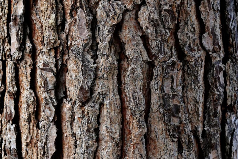 Fondo De La Corteza De árbol, Vieja Textura De Madera Natural Foto de  archivo - Imagen de corteza, primer: 115731570
