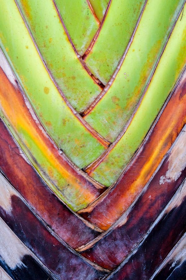 fondo de la fan del plátano del detalle del modelo de la textura fondo de hoja de palma en modelo de la armadura de la naturaleza fotos de archivo fondo de la fan del plátano del detalle del modelo de la textura fondo de hoja de palma en modelo de la armadura de la naturaleza fotos de archivo