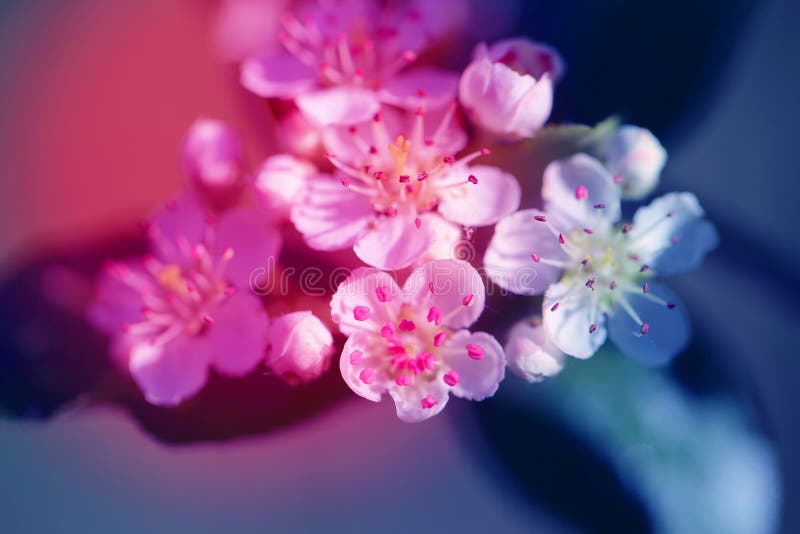 Fondo de la foto de las flores blancas hermosas de una manzana fotos de archivo Fondo de la foto de las flores blancas hermosas de una manzana fotos de archivo