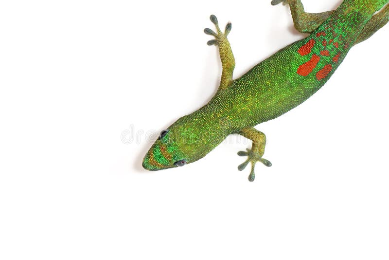 Fondo de la fotografía de Digitaces de la salamandra verde de Hawaii aislada en blanco fotografía de archivo Fondo de la fotografía de Digitaces de la salamandra verde de Hawaii aislada en blanco fotografía de archivo