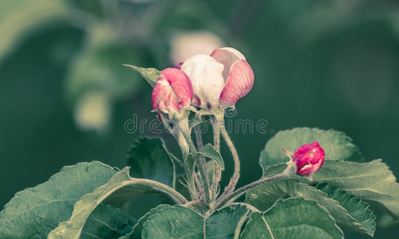 Fondo de la naturaleza del árbol del flor Flores de la manzana de la primavera Fondo del resorte Filtro creativo del efecto imagen de archivo Fondo de la naturaleza del árbol del flor Flores de la manzana de la primavera Fondo del resorte Filtro creativo del efecto imagen de archivo