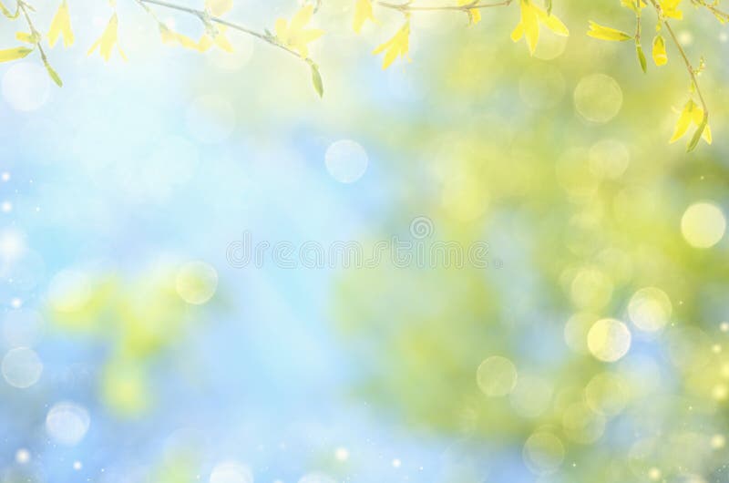 Fondo de la naturaleza de la primavera con las flores amarillas en las ramas y el cielo azul, espacio de la copia imagen de archivo