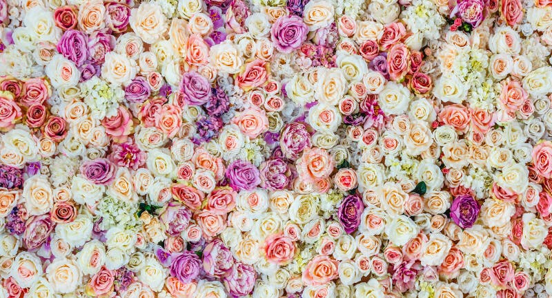 Fondo de la pared de las flores con sorprender las rosas rojas y blancas, casandose la decoración, imagen de archivo libre de regalías Fondo de la pared de las flores con sorprender las rosas rojas y blancas, casandose la decoración, imagen de archivo libre de regalías