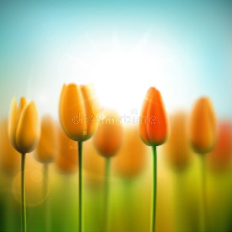 Fondo de la primavera con los tulipanes stock de ilustración Fondo de la primavera con los tulipanes stock de ilustración