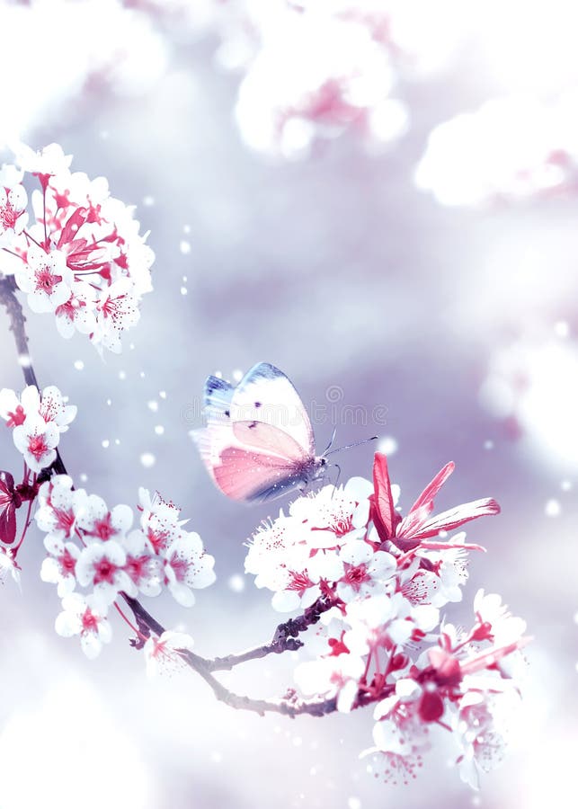 Fondo de la primavera natural Flores delicadas y mariposa blancas y rosadas del albaricoque en el jardín de la primavera fotografía de archivo libre de regalías Fondo de la primavera natural Flores delicadas y mariposa blancas y rosadas del albaricoque en el jardín de la primavera fotografía de archivo libre de regalías