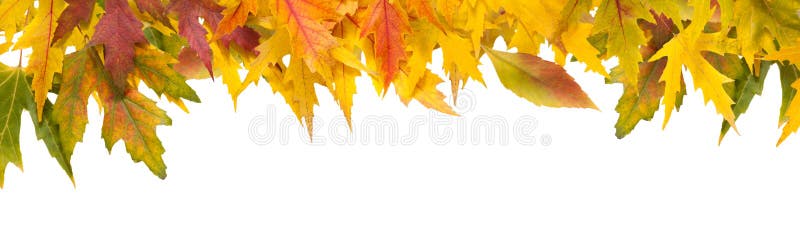 Fondo de la temporada de otoño, hojas de arce amarillas imagen de archivo libre de regalías Fondo de la temporada de otoño, hojas de arce amarillas imagen de archivo libre de regalías