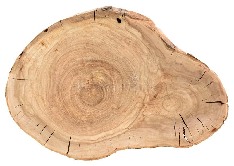 Fondo de la textura de madera de roble Tocón de la forma irregular de la madera con los anillos anuales y las grietas aislados en
