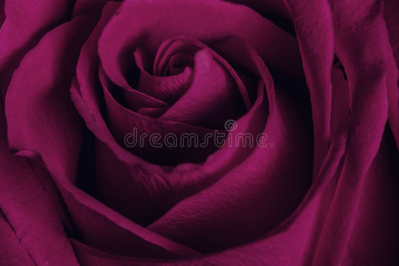 Fondo De Las Flores Abstractas Flor De Rosa Color Borgoña Imagen Macro De Rosa Fresco Para Símbolo De Amor, Prosperidad, O Foto de archivo - Imagen de flor, wallpaper: 170959102 Fondo De Las Flores Abstractas Flor De Rosa Color Borgoña Imagen Macro De Rosa Fresco Para Símbolo De Amor, Prosperidad, O Foto de archivo - Imagen de flor, wallpaper: 170959102