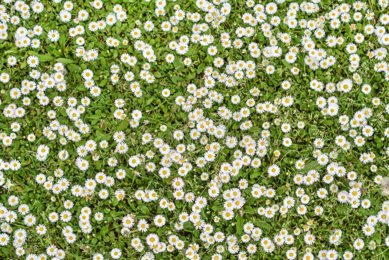 Fondo de las flores de la margarita fotografía de archivo Fondo de las flores de la margarita fotografía de archivo