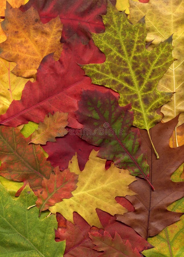 Fondo de las hojas de otoño
