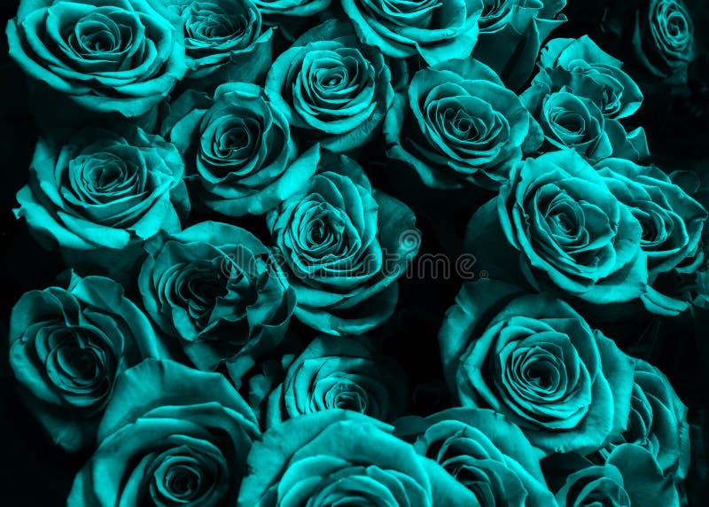 Fondo De Las Rosas Azules Aisladas En Fondo Negro Foto de archivo - Imagen  de vacaciones, ramo: 67857834