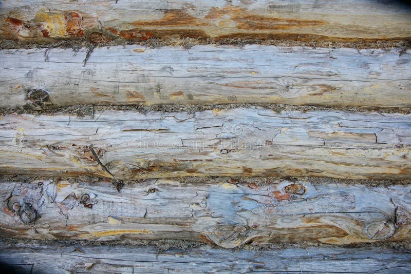 A background texture of a log cabin wall. Wood plank grain texture, wooden board striped old fiber. Wood Texture Background, Wooden Board Grains, Old Floor Striped Planks, Vintage White Timber or Grunge Table. Log cabin background ,The side of a log building. Old rich wood grain texture background with knots. Grunge rustic wood wall, vintage background. High details, hd quality. Natural brown barn wood wall. Wall texture background pattern. Wood planks, boards are old with a beautiful rustic look, style. A background texture of a log cabin wall. Wood plank grain texture, wooden board striped old fiber. Wood Texture Background, Wooden Board Grains, Old Floor Striped Planks, Vintage White Timber or Grunge Table. Log cabin background ,The side of a log building. Old rich wood grain texture background with knots. Grunge rustic wood wall, vintage background. High details, hd quality. Natural brown barn wood wall. Wall texture background pattern. Wood planks, boards are old with a beautiful rustic look, style.