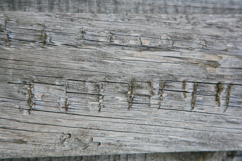 A background texture of a log cabin wall. Wood plank grain texture, wooden board striped old fiber. Wood Texture Background, Wooden Board Grains, Old Floor Striped Planks, Vintage White Timber or Grunge Table. Log cabin background ,The side of a log building. Old rich wood grain texture background with knots. Grunge rustic wood wall, vintage background. High details, hd quality. Natural brown barn wood wall. Wall texture background pattern. Wood planks, boards are old with a beautiful rustic look, style. A background texture of a log cabin wall. Wood plank grain texture, wooden board striped old fiber. Wood Texture Background, Wooden Board Grains, Old Floor Striped Planks, Vintage White Timber or Grunge Table. Log cabin background ,The side of a log building. Old rich wood grain texture background with knots. Grunge rustic wood wall, vintage background. High details, hd quality. Natural brown barn wood wall. Wall texture background pattern. Wood planks, boards are old with a beautiful rustic look, style.