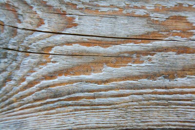 A background texture of a log cabin wall. Wood plank grain texture, wooden board striped old fiber. Wood Texture Background, Wooden Board Grains, Old Floor Striped Planks, Vintage White Timber or Grunge Table. Log cabin background ,The side of a log building. Old rich wood grain texture background with knots. Grunge rustic wood wall, vintage background. High details, hd quality. Natural brown barn wood wall. Wall texture background pattern. Wood planks, boards are old with a beautiful rustic look, style. A background texture of a log cabin wall. Wood plank grain texture, wooden board striped old fiber. Wood Texture Background, Wooden Board Grains, Old Floor Striped Planks, Vintage White Timber or Grunge Table. Log cabin background ,The side of a log building. Old rich wood grain texture background with knots. Grunge rustic wood wall, vintage background. High details, hd quality. Natural brown barn wood wall. Wall texture background pattern. Wood planks, boards are old with a beautiful rustic look, style.