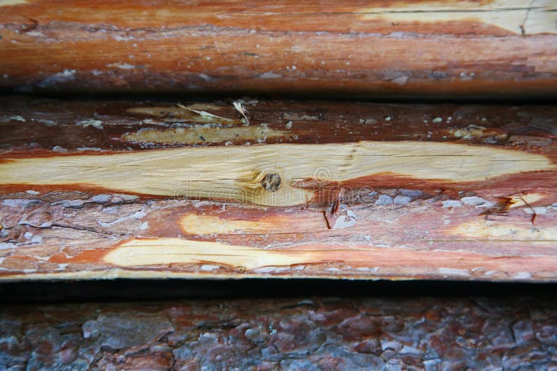 A background texture of a log cabin wall. Wood plank grain texture, wooden board striped old fiber. Wood Texture Background, Wooden Board Grains, Old Floor Striped Planks, Vintage White Timber or Grunge Table. Log cabin background ,The side of a log building. Old rich wood grain texture background with knots. Grunge rustic wood wall, vintage background. High details, hd quality. Natural brown barn wood wall. Wall texture background pattern. Wood planks, boards are old with a beautiful rustic look, style. A background texture of a log cabin wall. Wood plank grain texture, wooden board striped old fiber. Wood Texture Background, Wooden Board Grains, Old Floor Striped Planks, Vintage White Timber or Grunge Table. Log cabin background ,The side of a log building. Old rich wood grain texture background with knots. Grunge rustic wood wall, vintage background. High details, hd quality. Natural brown barn wood wall. Wall texture background pattern. Wood planks, boards are old with a beautiful rustic look, style.