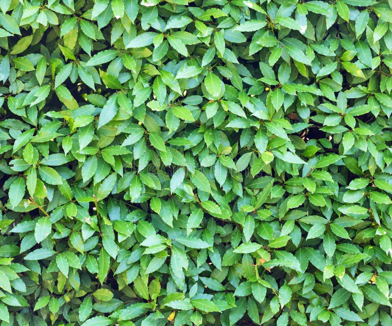 Fondos Con Hojas De Laurel