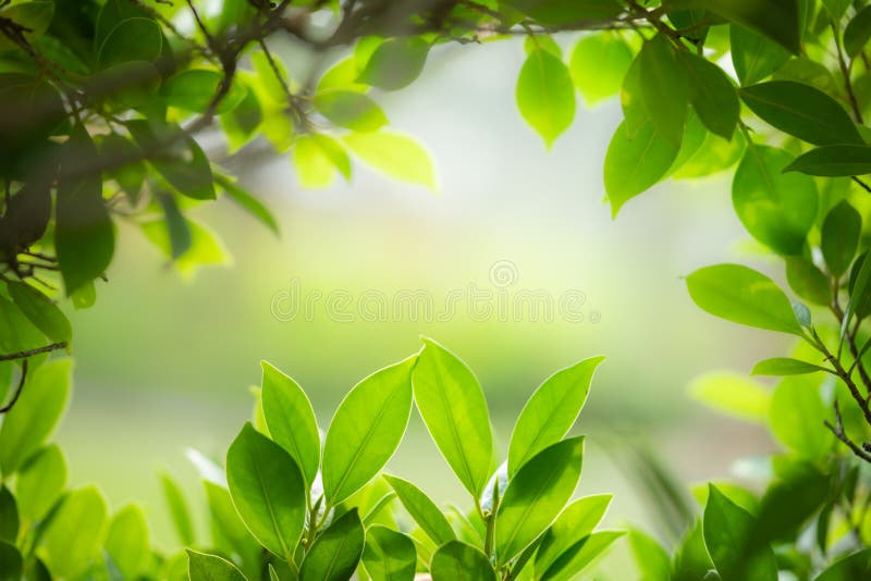 Fondo De Naturaleza Verde Para El Concepto De Fondo De Pantalla De Ecología  Y Frescura. Foto de archivo - Imagen de oscurecer, fresco: 174436676