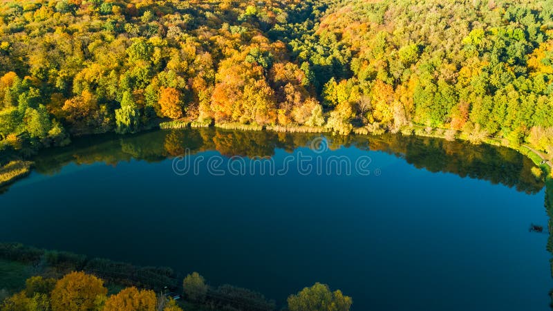 Fondo de oro del otoño, opinión aérea del abejón del bosque con los árboles amarillos y paisaje hermoso del lago desde arriba, Ki imagenes de archivo Fondo de oro del otoño, opinión aérea del abejón del bosque con los árboles amarillos y paisaje hermoso del lago desde arriba, Ki imagenes de archivo