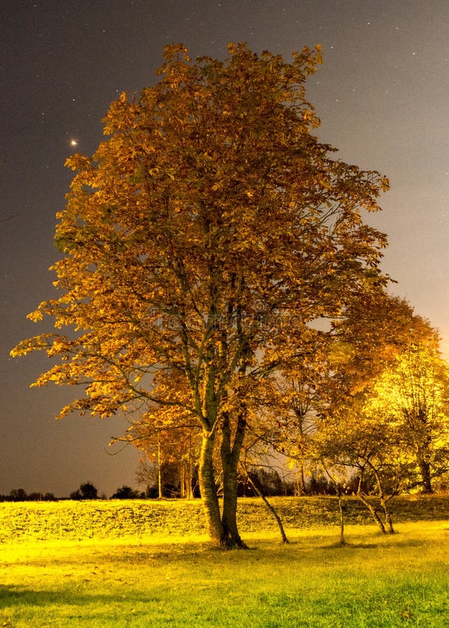 Fondo De Pantalla Con árbol Iluminado Por La Noche En El Parque Hermosos Colores De Otoño Noche Imagen de archivo - Imagen de paisaje, colorido: 212755257 Fondo De Pantalla Con árbol Iluminado Por La Noche En El Parque Hermosos Colores De Otoño Noche Imagen de archivo - Imagen de paisaje, colorido: 212755257