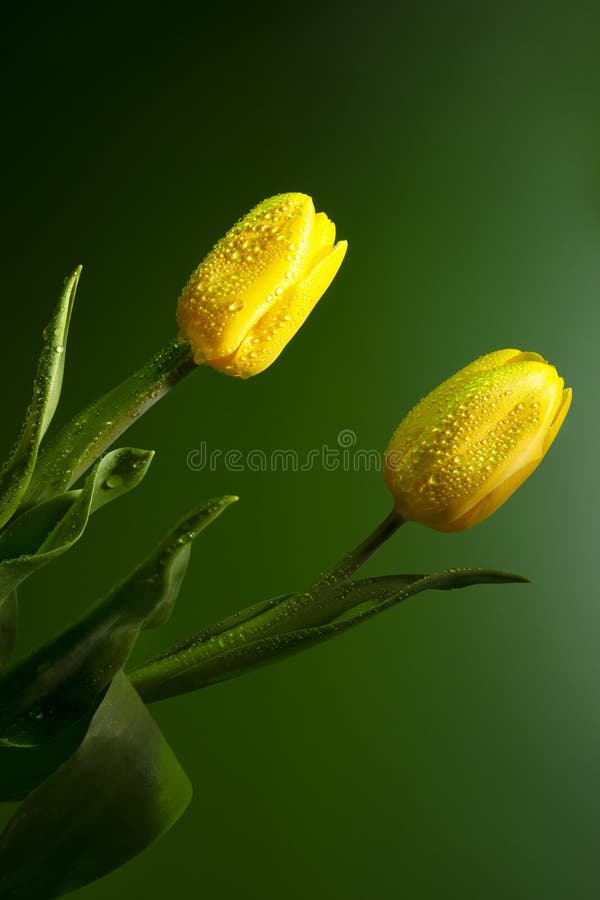 Fondo De Pantalla Con La Imagen De Flores. Tulipanes Amarillos Foto de  archivo - Imagen de florero, hoja: 212432804