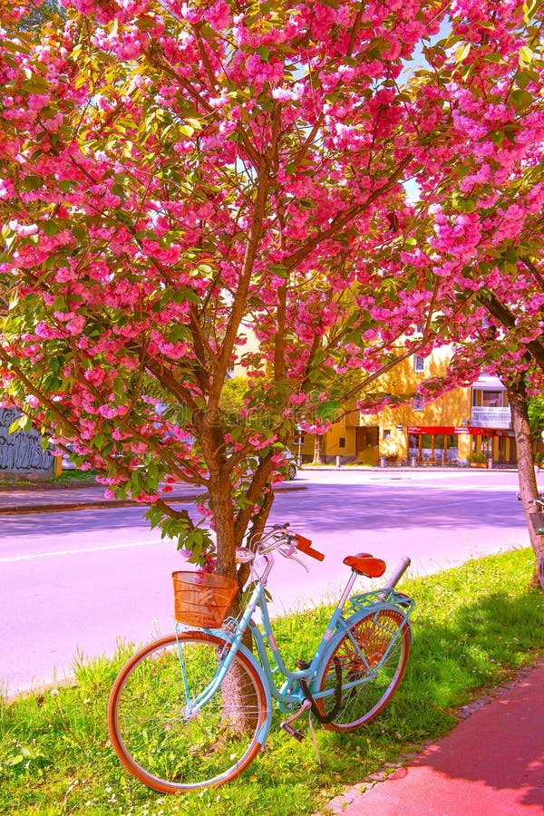Fondo De Pantalla Estético. Primavera En La Ciudad. árbol De Flores De Cerezo Foto de archivo - Imagen de flora, macro: 188294176 Fondo De Pantalla Estético. Primavera En La Ciudad. árbol De Flores De Cerezo Foto de archivo - Imagen de flora, macro: 188294176