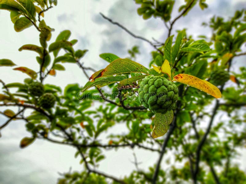 Fondo De Pantalla De Frutas Indias Foto de archivo - Imagen de indio