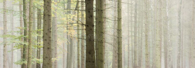 Fondo De Pantalla Panorámica De Bosque De Niebla En Otoño Foto de archivo -  Imagen de modelo, haya: 213487348