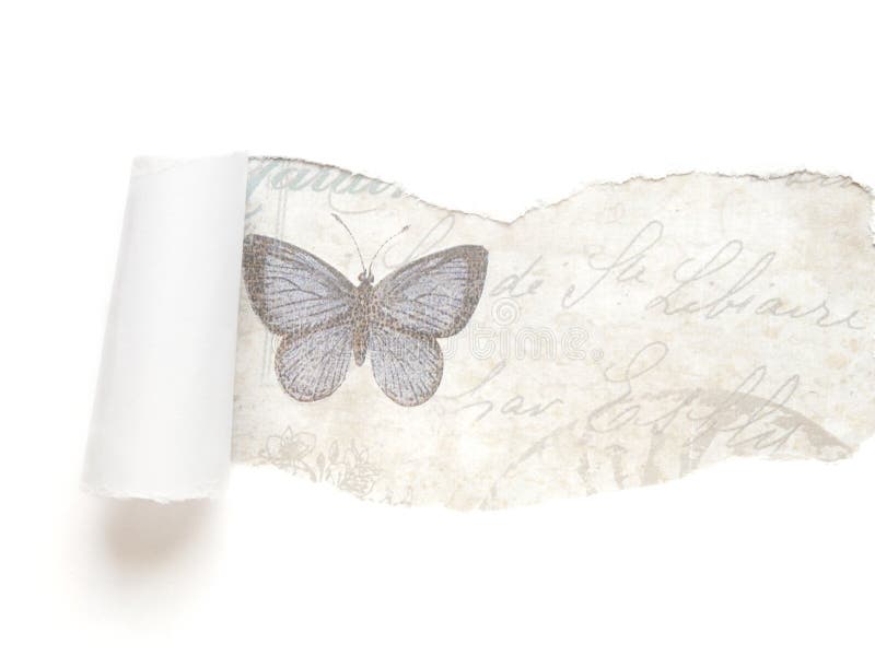 Fondo de papel rasgado blanco con la mariposa fotos de archivo Fondo de papel rasgado blanco con la mariposa fotos de archivo