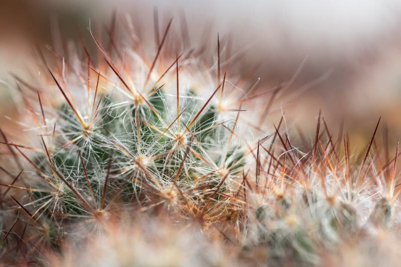 Fondo degli aghi del cactus fotografia stock libera da diritti Fondo degli aghi del cactus fotografia stock libera da diritti
