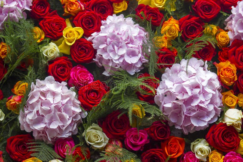 Fondo dei fiori - fiori e rose di hortensia fotografia stock libera da diritti Fondo dei fiori - fiori e rose di hortensia fotografia stock libera da diritti