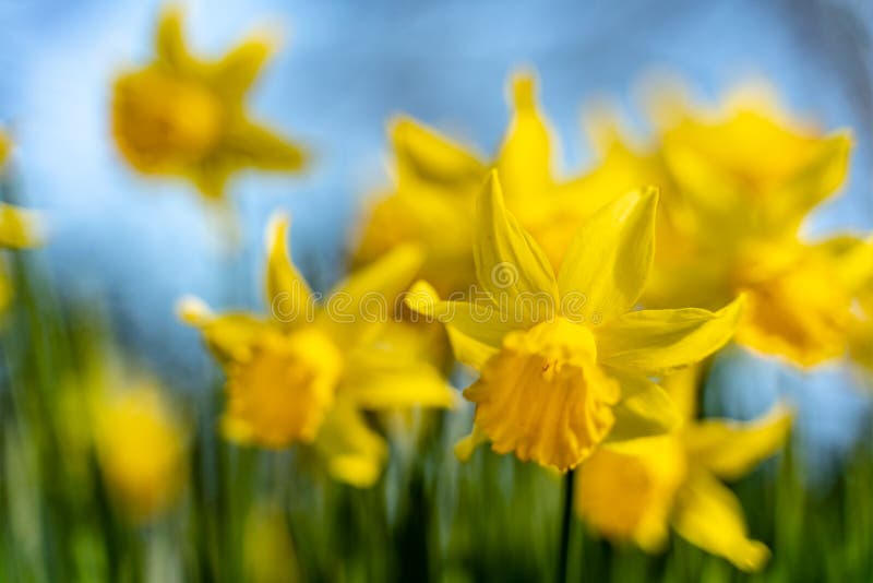 Fondo dei narcisi di fioritura della sfuocatura contro cielo blu in primavera immagini stock libere da diritti Fondo dei narcisi di fioritura della sfuocatura contro cielo blu in primavera immagini stock libere da diritti