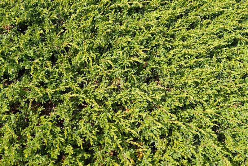 Fondo dei rami coniferi immagine stock Fondo dei rami coniferi immagine stock