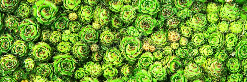 Fondo dei succulenti delle piante nel giardino fotografie stock libere da diritti Fondo dei succulenti delle piante nel giardino fotografie stock libere da diritti