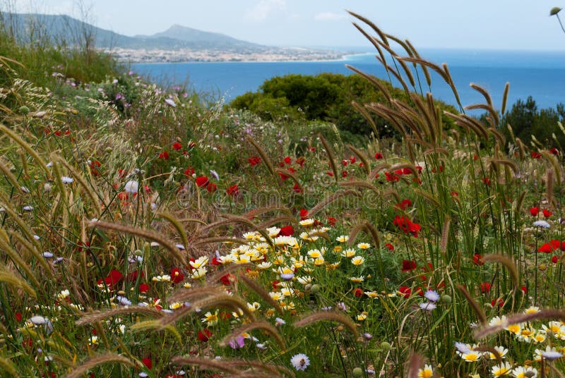 Fondo dei wildflowers immagini stock libere da diritti Fondo dei wildflowers immagini stock libere da diritti