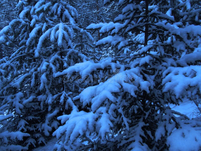 Fondo Del Bosque De Navidad Azul Oscuro Aceite De Nieve Nochebuena En La  Escena Del Bosque Foto de archivo - Imagen de noche, bosque: 163725242