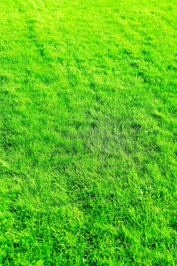Fondo del campo de hierba, c?sped perfecto del patio trasero fotos de archivo libres de regalías Fondo del campo de hierba, c?sped perfecto del patio trasero fotos de archivo libres de regalías