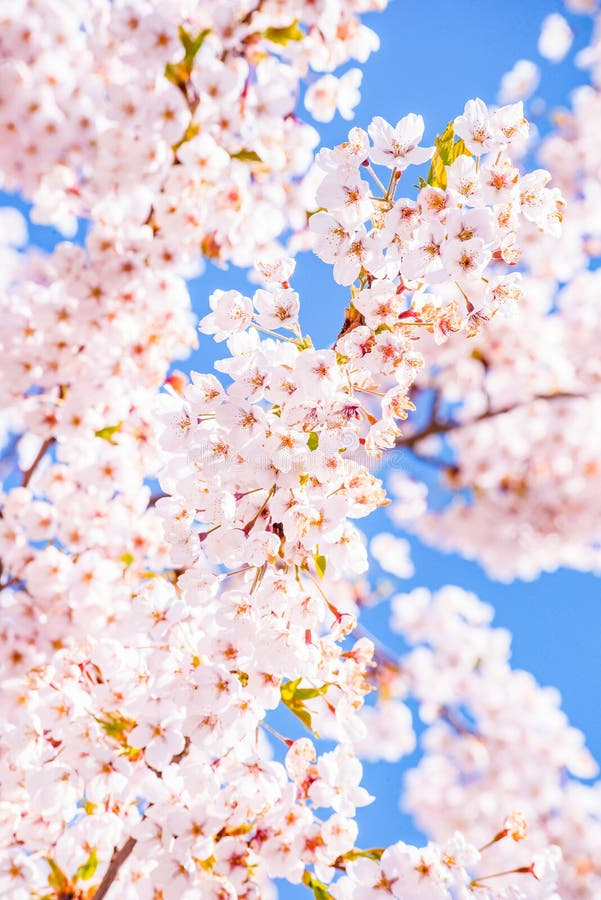 Fondo del detalle del árbol de la flor de cerezo, rosado y azul