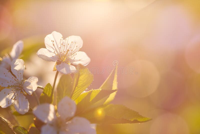 Fondo del flor de la primavera La escena hermosa de la naturaleza con el árbol floreciente y el sol señalan por medio de luces Dí imagenes de archivo Fondo del flor de la primavera La escena hermosa de la naturaleza con el árbol floreciente y el sol señalan por medio de luces Dí imagenes de archivo