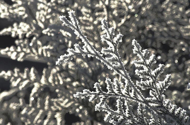 Fondo del invierno con helada blanca natural e hielo imagenes de archivo Fondo del invierno con helada blanca natural e hielo imagenes de archivo