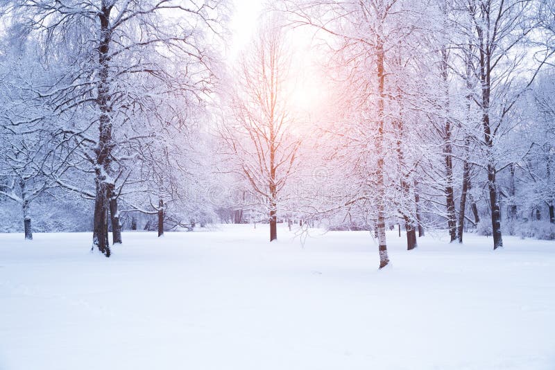 Fondo del invierno, paisaje Árboles del invierno en el país de las maravillas Invierno