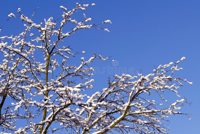 Fondo del invierno - ramas escarchadas del árbol en el fondo del cielo azul Ciérrese para arriba de ramas nevadas imagenes de archivo Fondo del invierno - ramas escarchadas del árbol en el fondo del cielo azul Ciérrese para arriba de ramas nevadas imagenes de archivo