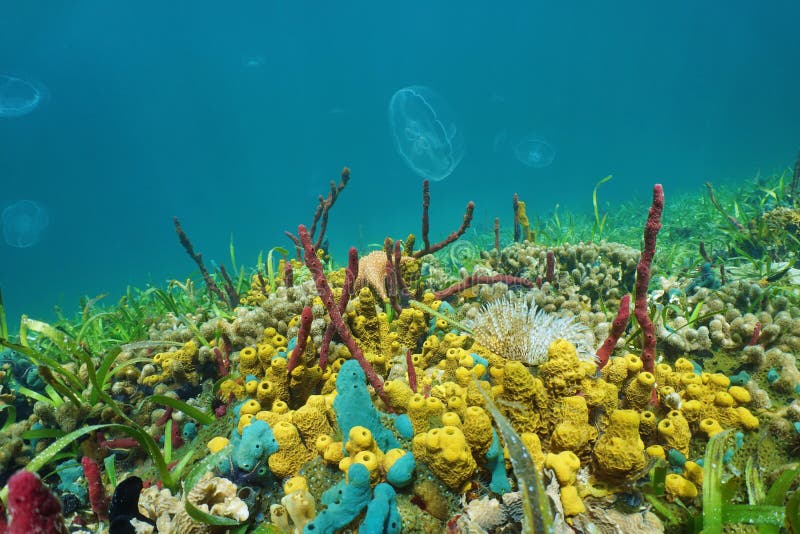 Fondo del mar con las criaturas y las medusas coloridas del mar