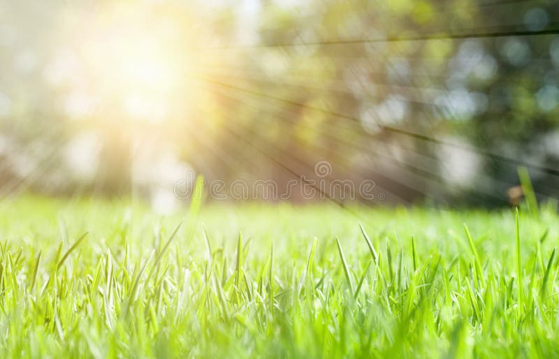 Fondo del prado de la hierba verde en día soleado