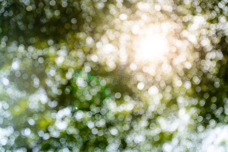 Fondo del ramo di albero della sfuocatura immagine stock libera da diritti Fondo del ramo di albero della sfuocatura immagine stock libera da diritti