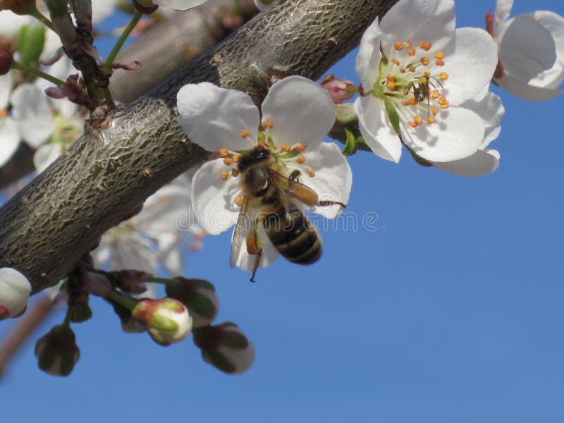 Spring background. A beautiful blooming tree in Garden with a flying bee. Symbols of Springtime. Concept for nature and animals. Spring background. A beautiful blooming tree in Garden with a flying bee. Symbols of Springtime. Concept for nature and animals