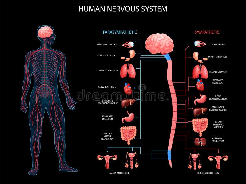 Fondo del sistema nervioso humano