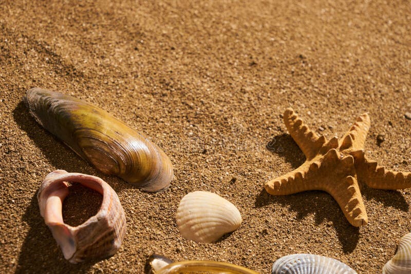 Fondo del verano - estrellas de mar y concha marina en la arena de la playa fotografía de archivo libre de regalías Fondo del verano - estrellas de mar y concha marina en la arena de la playa fotografía de archivo libre de regalías